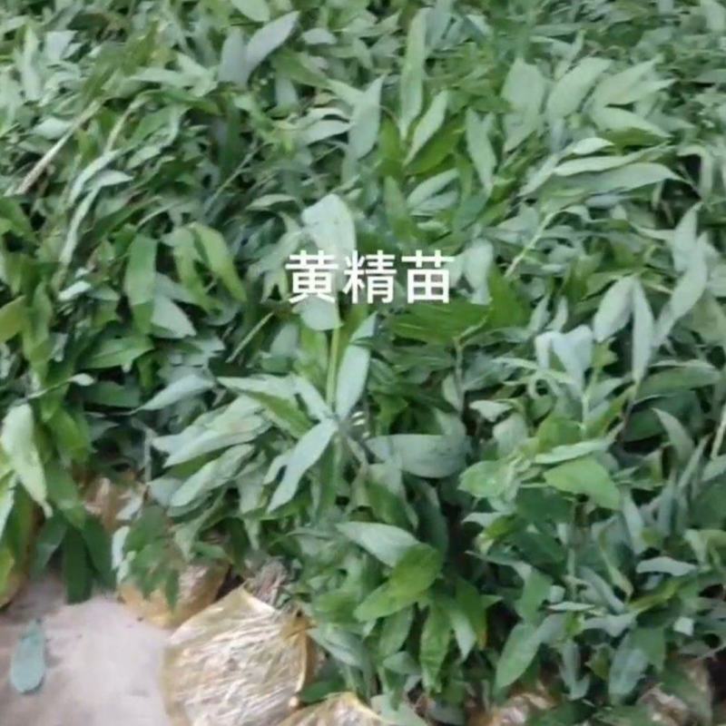 黄精种苗