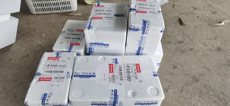 牧草种子，皇竹草种子，皇竹草，分支较强，亩产30吨