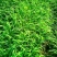 牧草种子，皇竹草种子，皇竹草，分支较强，亩产30吨