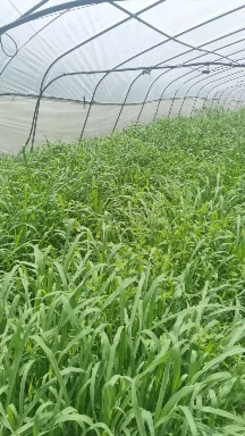 牧草种子，皇竹草种子，皇竹草，分支较强，亩产30吨