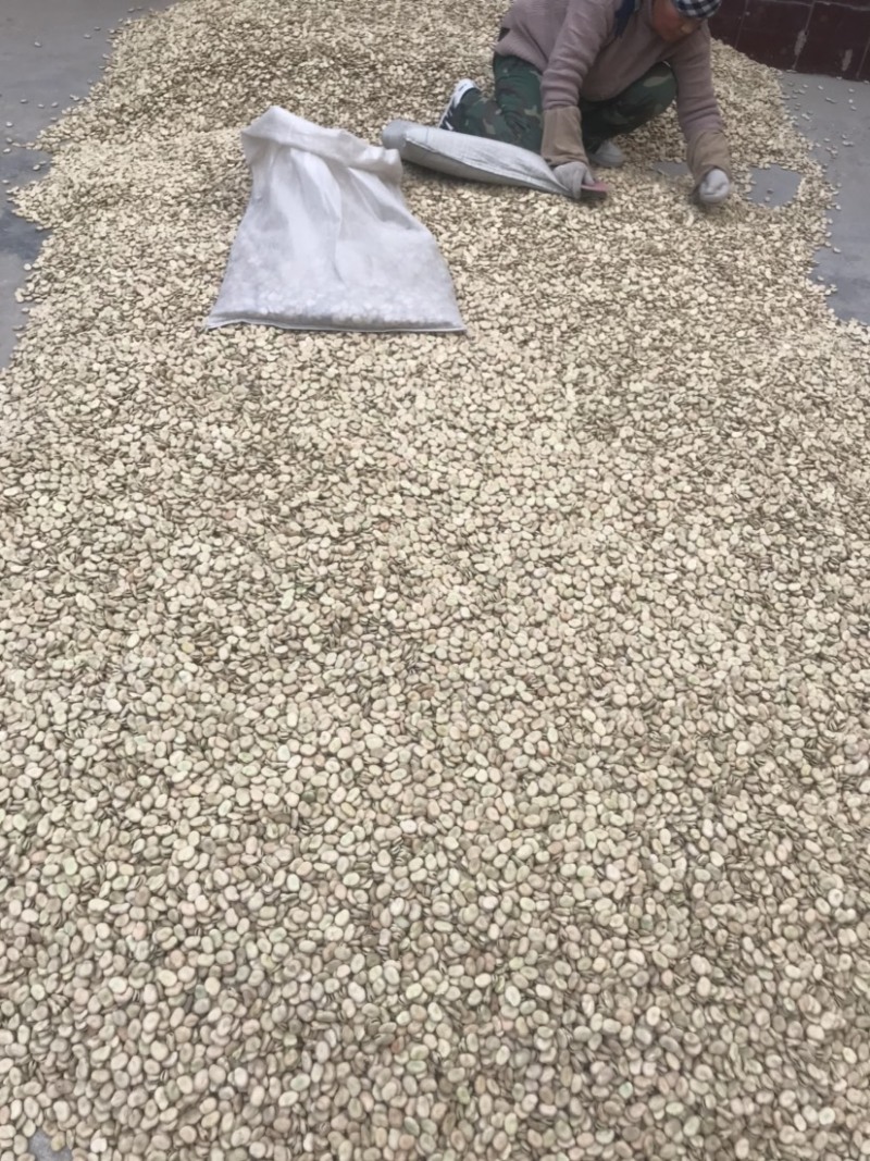 青海优质蚕豆