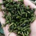 龙虾养殖必备水草草籽冬季撒播各种款式水生植物