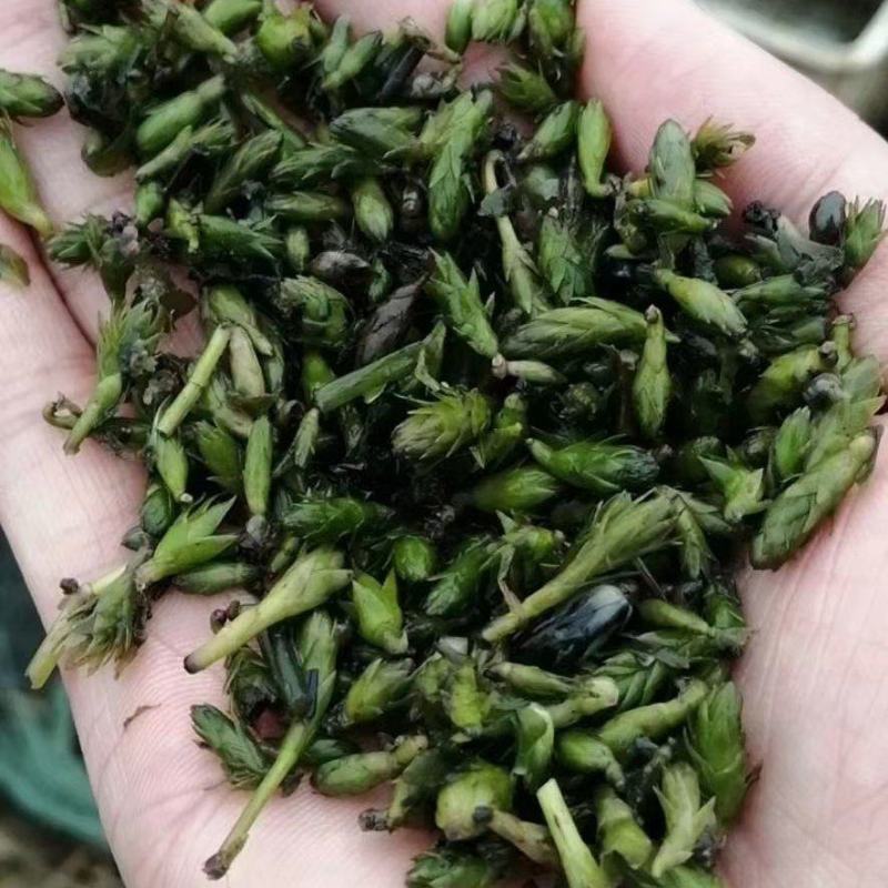 龙虾养殖必备水草草籽冬季撒播各种款式水生植物