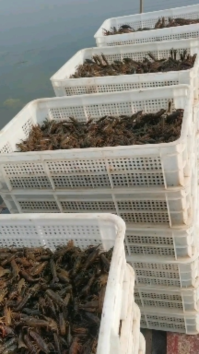 优质虾苗全国配送活力好体质强全国各地均可发货，货到付款