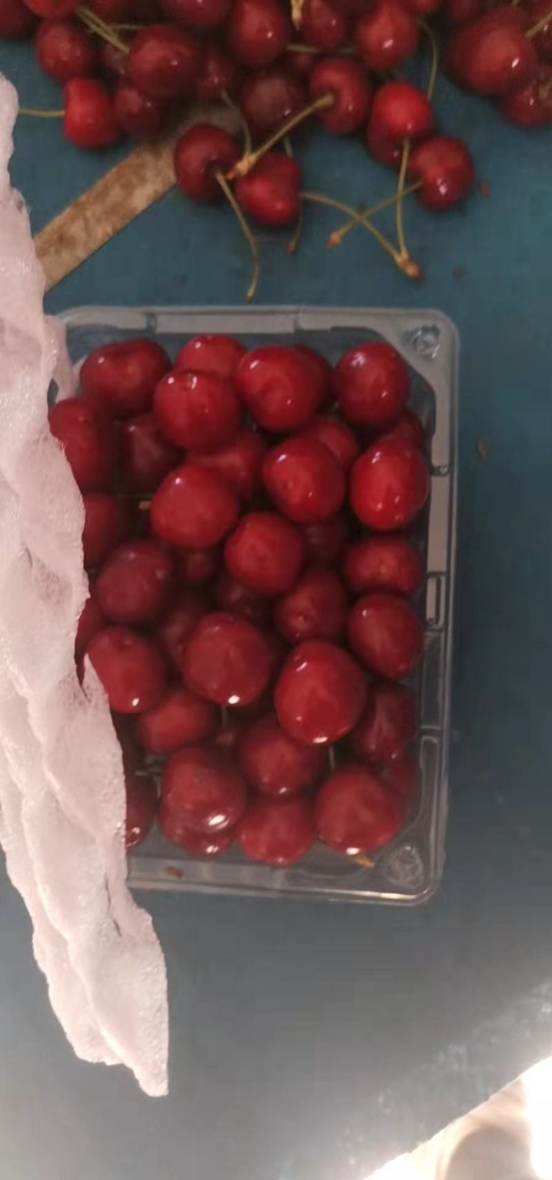 【樱桃】大荔大棚樱桃大量上市可视频看货品质保证