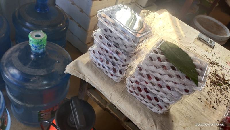 【樱桃】大荔大棚樱桃大量上市可视频看货品质保证