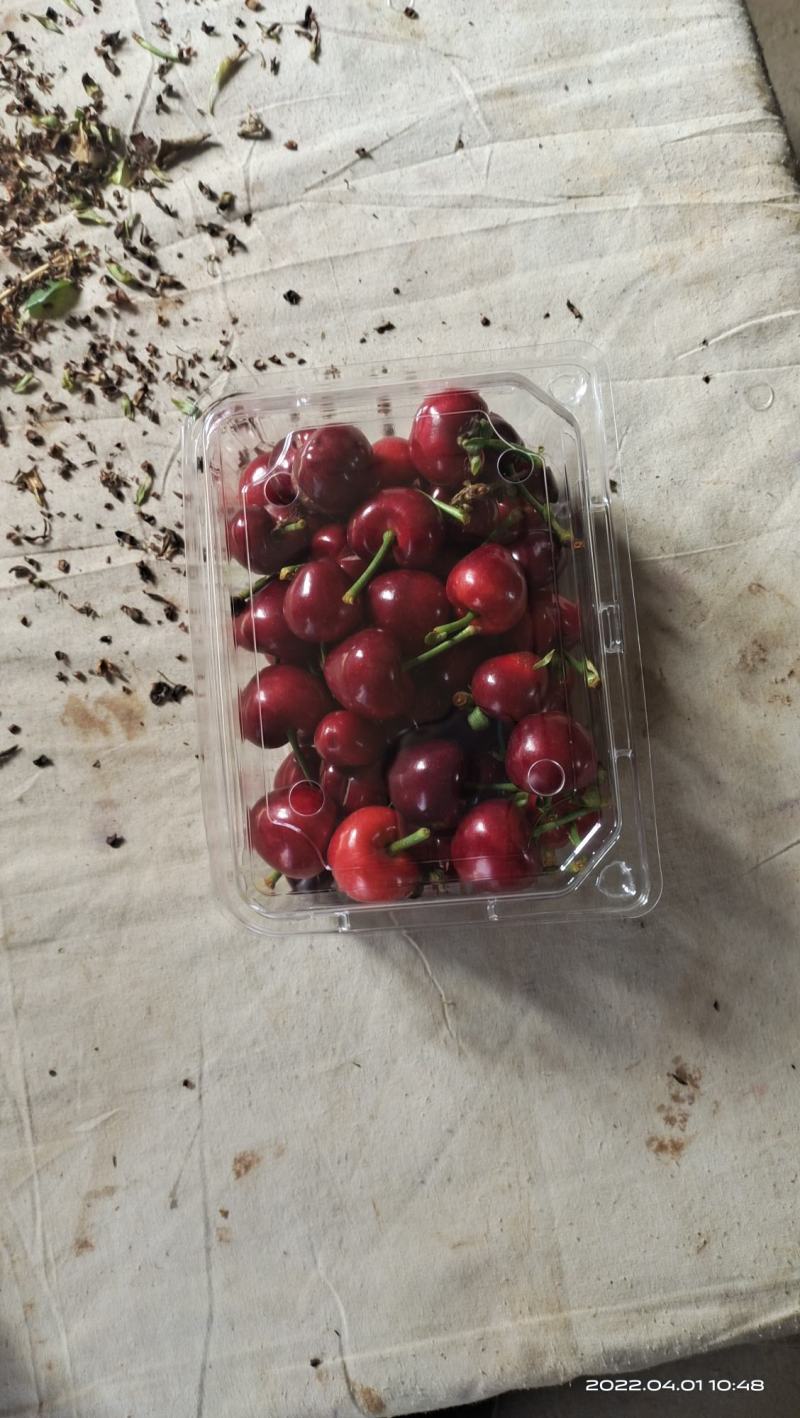【樱桃】大荔大棚樱桃大量上市可视频看货品质保证