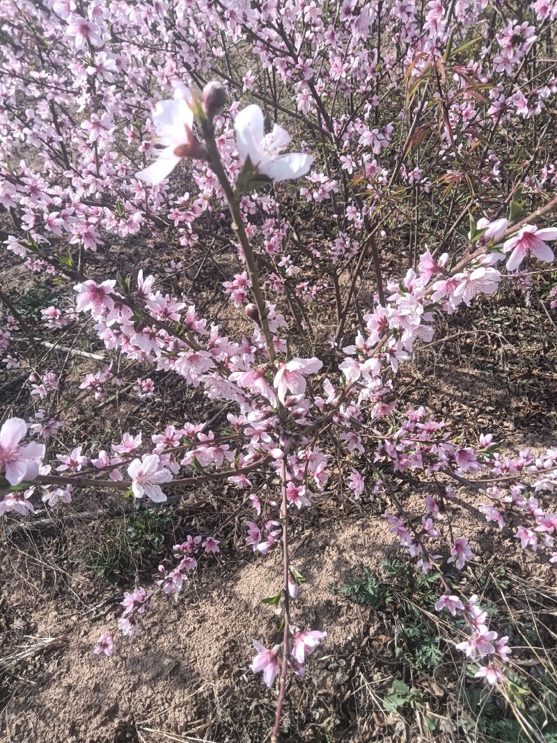 桃树苗，秦王桃苗大久保桃树苗批发价格，各种规格桃树苗