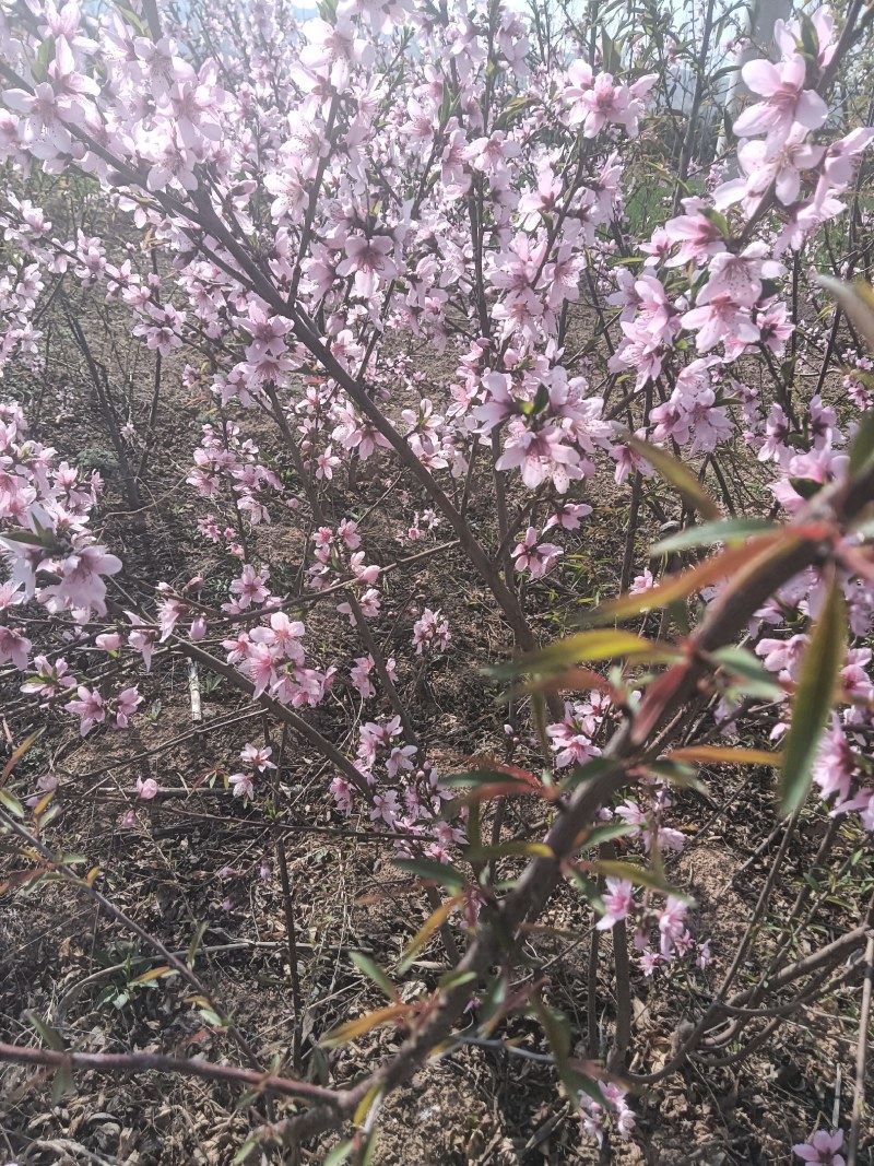 桃树苗，秦王桃苗大久保桃树苗批发价格，各种规格桃树苗