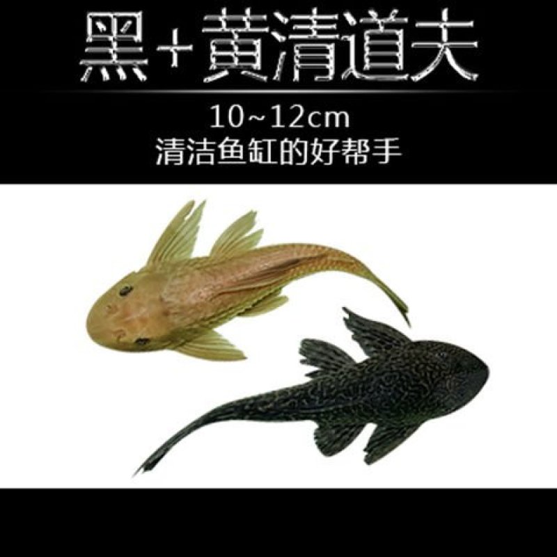 清道夫鱼金苔鼠鱼吃粪便垃圾除藻活体鱼观赏鱼热带清洁包邮工