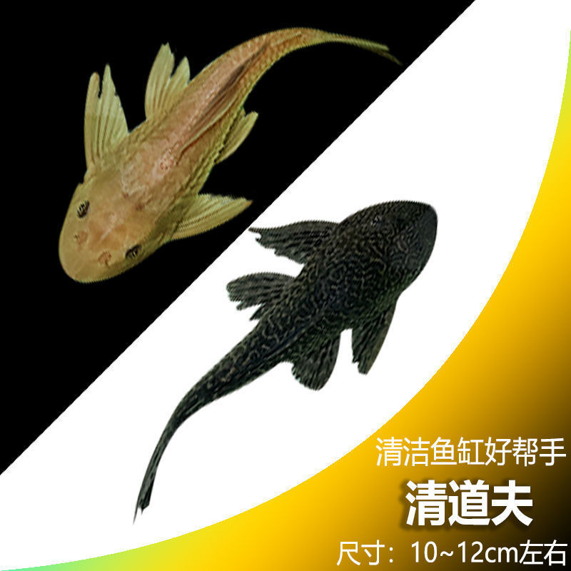 清道夫鱼金苔鼠鱼吃粪便垃圾除藻活体鱼观赏鱼热带清洁包邮工