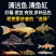 清道夫鱼金苔鼠鱼吃粪便垃圾除藻活体鱼观赏鱼热带清洁包邮工