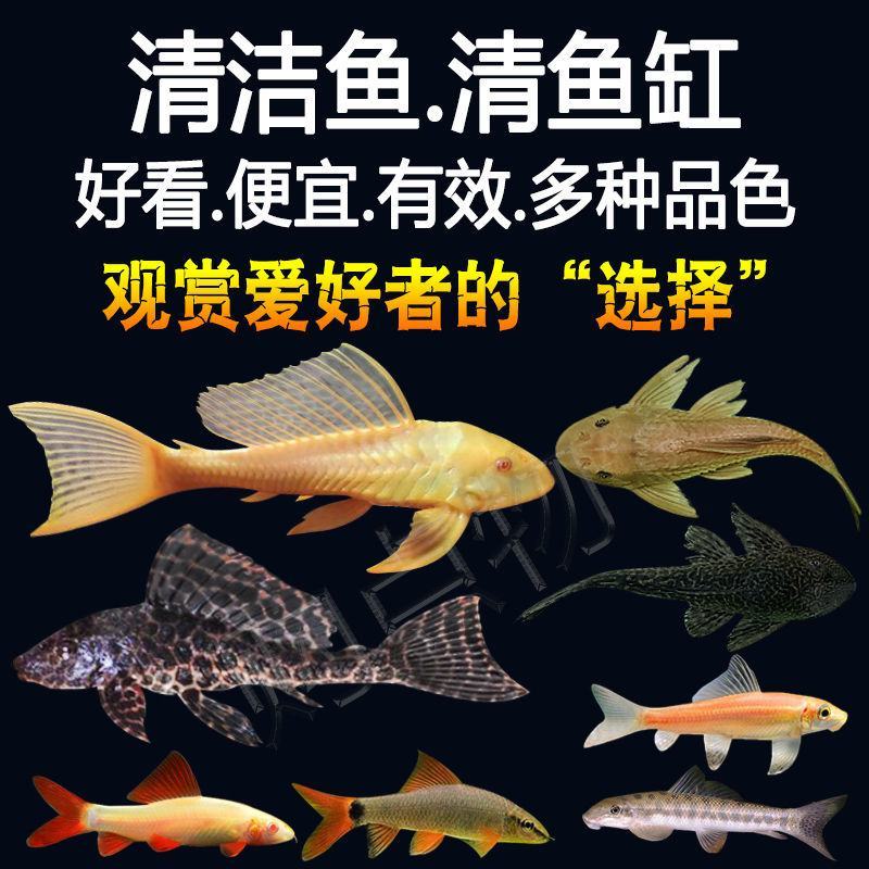 清道夫鱼金苔鼠鱼吃粪便垃圾除藻活体鱼观赏鱼热带清洁包邮工
