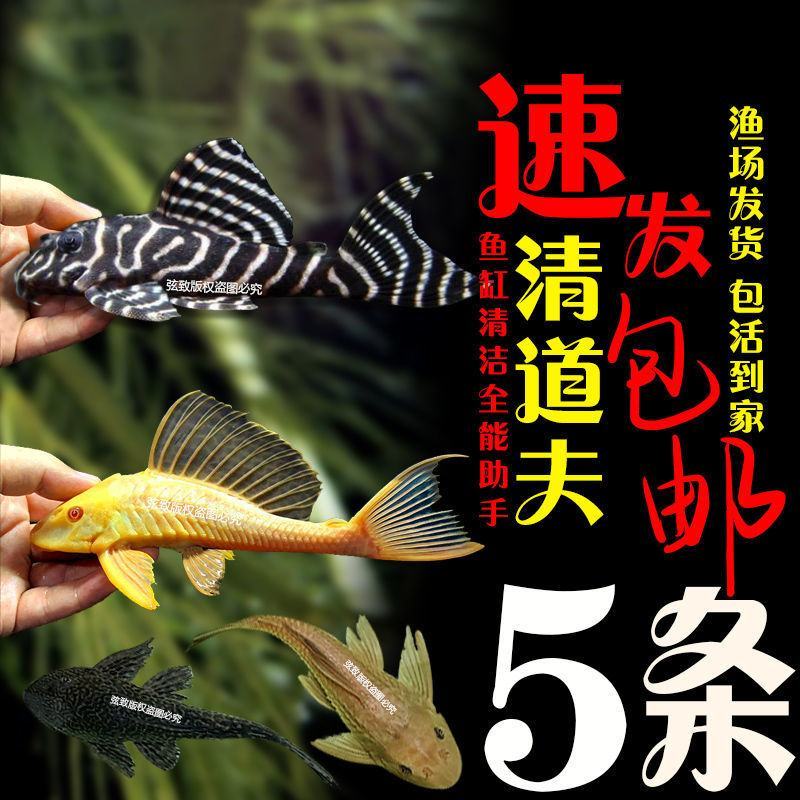 清道夫鱼金苔鼠鱼吃粪便垃圾除藻活体鱼观赏鱼热带清洁包邮工