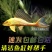 清道夫鱼金苔鼠鱼吃粪便垃圾除藻活体鱼观赏鱼热带清洁包邮工