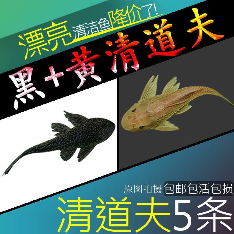 清道夫鱼金苔鼠鱼吃粪便垃圾除藻活体鱼观赏鱼热带清洁包邮工