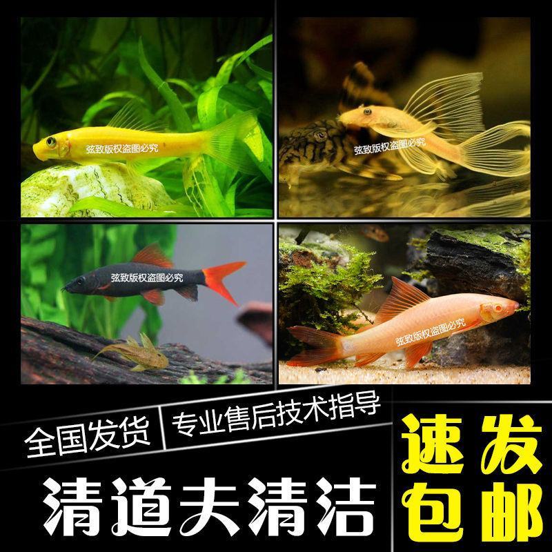 清道夫鱼金苔鼠鱼吃粪便垃圾除藻活体鱼观赏鱼热带清洁包邮工