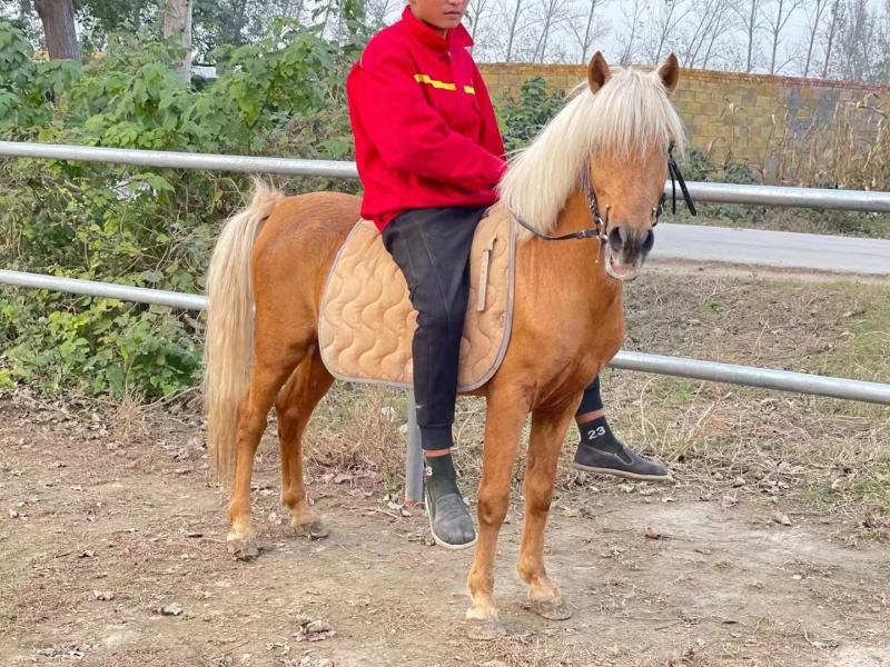 宠物马骑乘马观赏马拉车马全国可送货