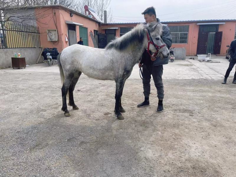 宠物马骑乘马观赏马拉车马全国可送货