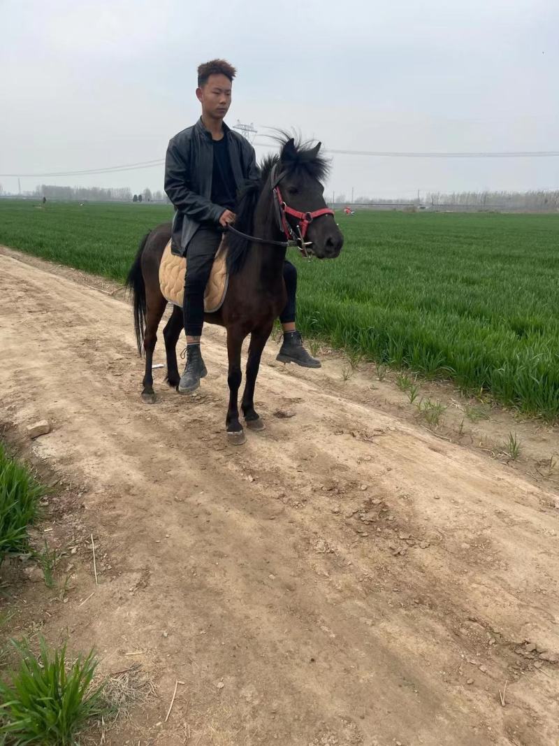 宠物马骑乘马观赏马拉车马全国可送货