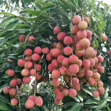 无核荔枝