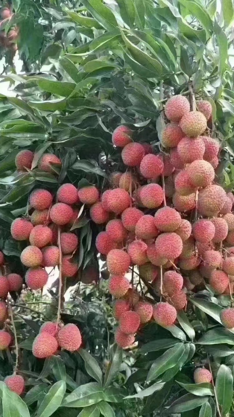 无核荔枝