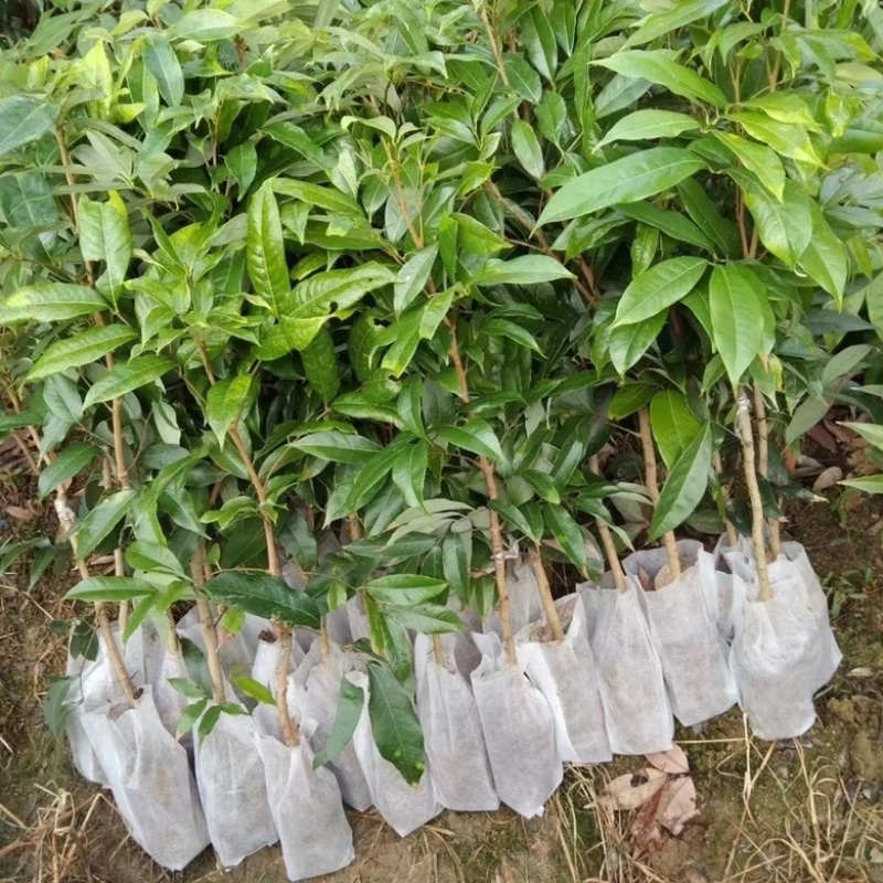 无核荔枝