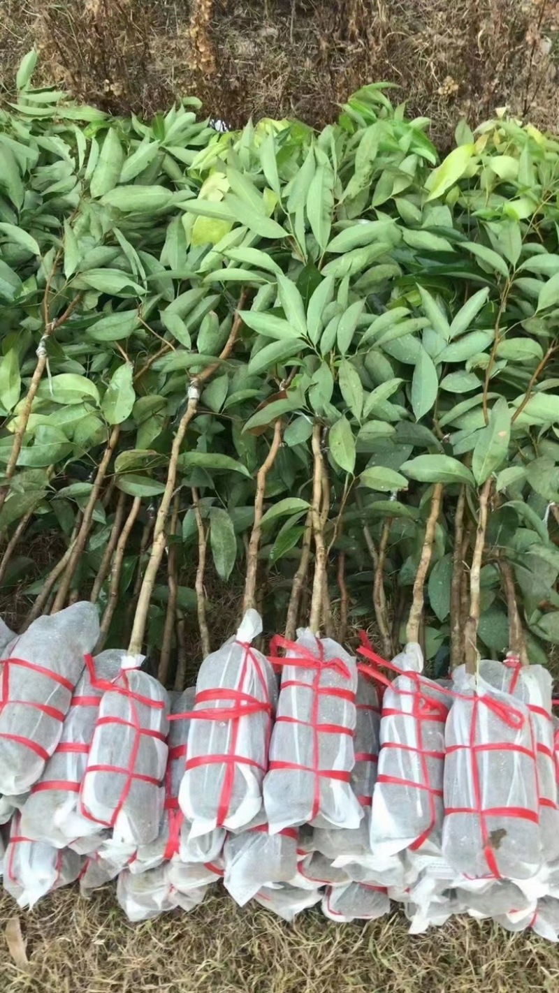 无核荔枝