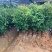 无核荔枝