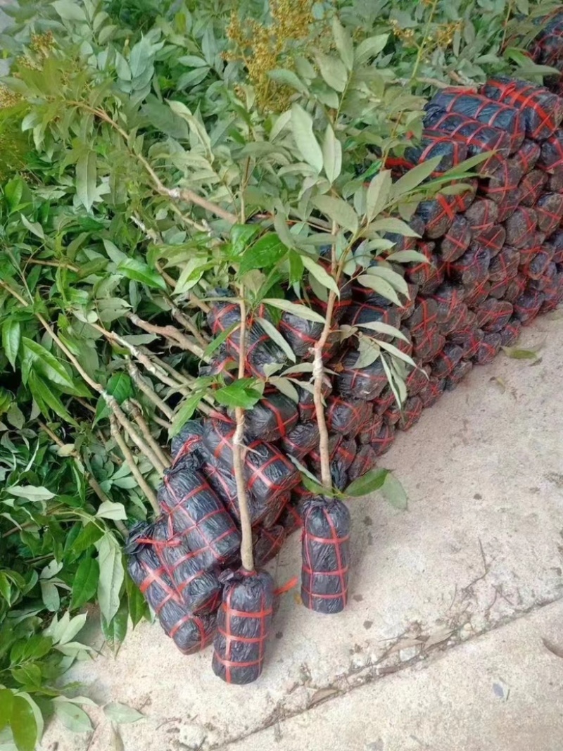 无核荔枝