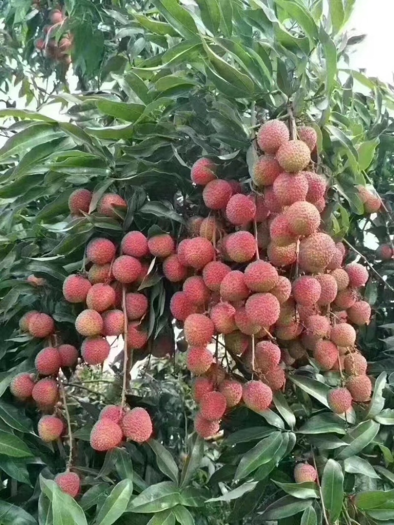 无核荔枝