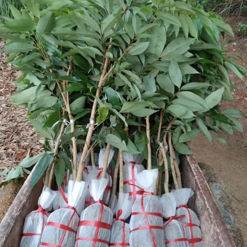 无核荔枝