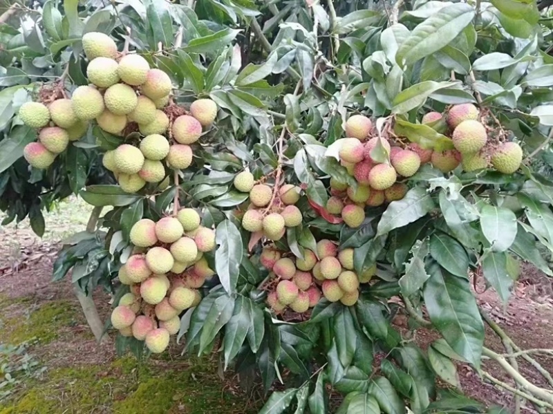 无核荔枝