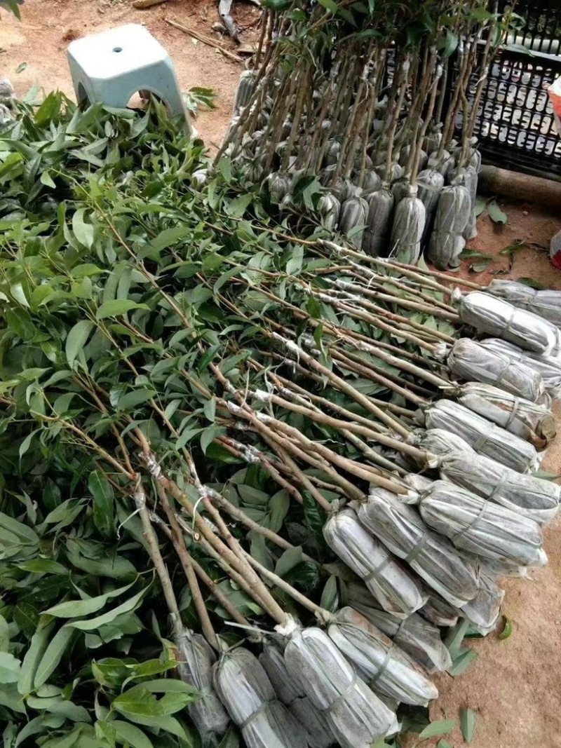 无核荔枝