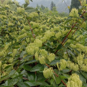 高产山银花苗