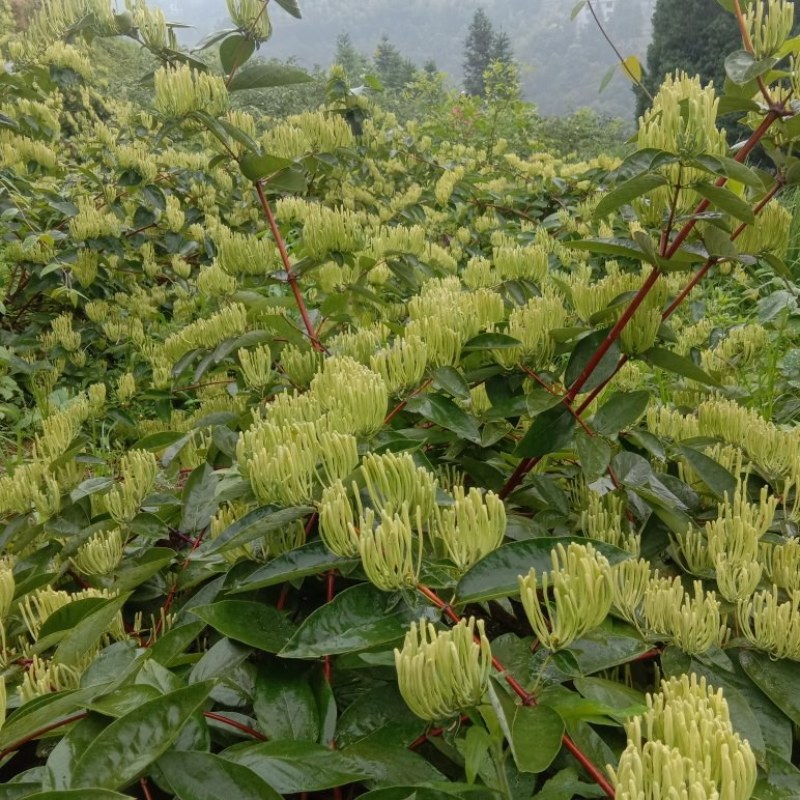 高产山银花苗