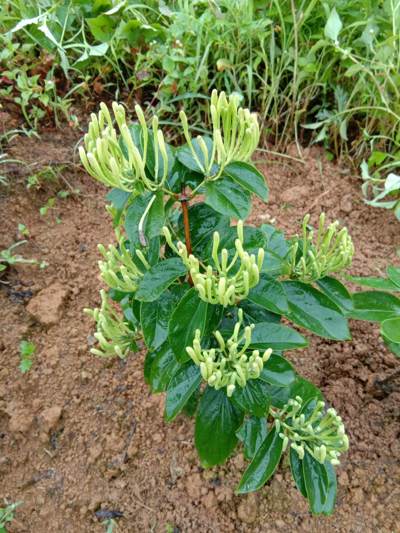 高产山银花苗