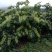 高产山银花苗