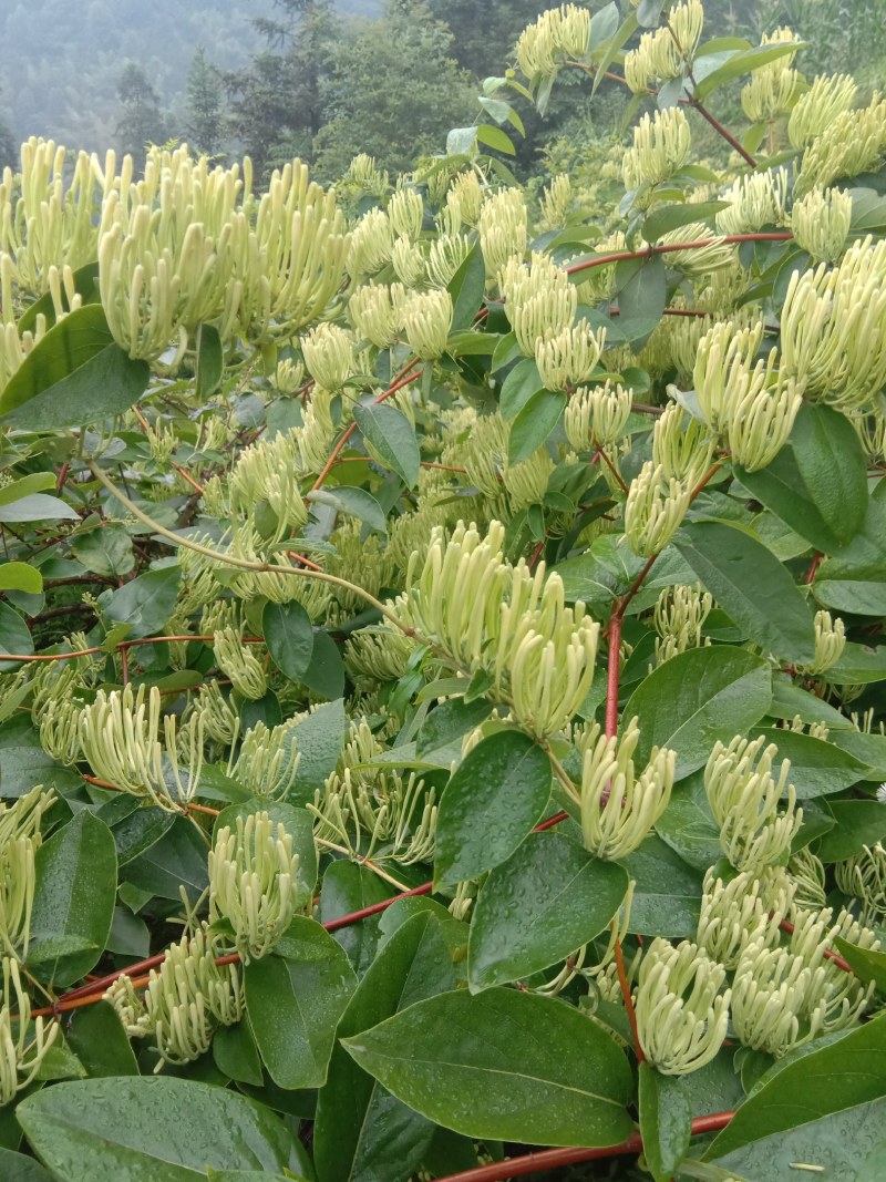 高产山银花苗