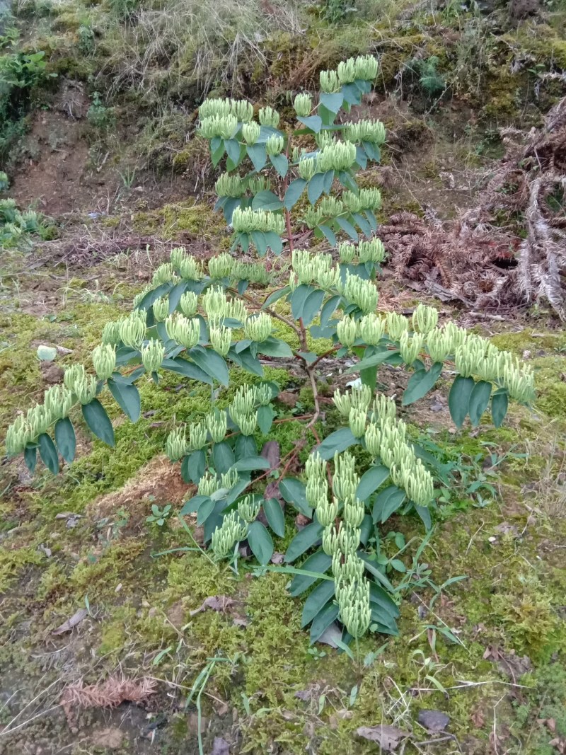 高产山银花苗