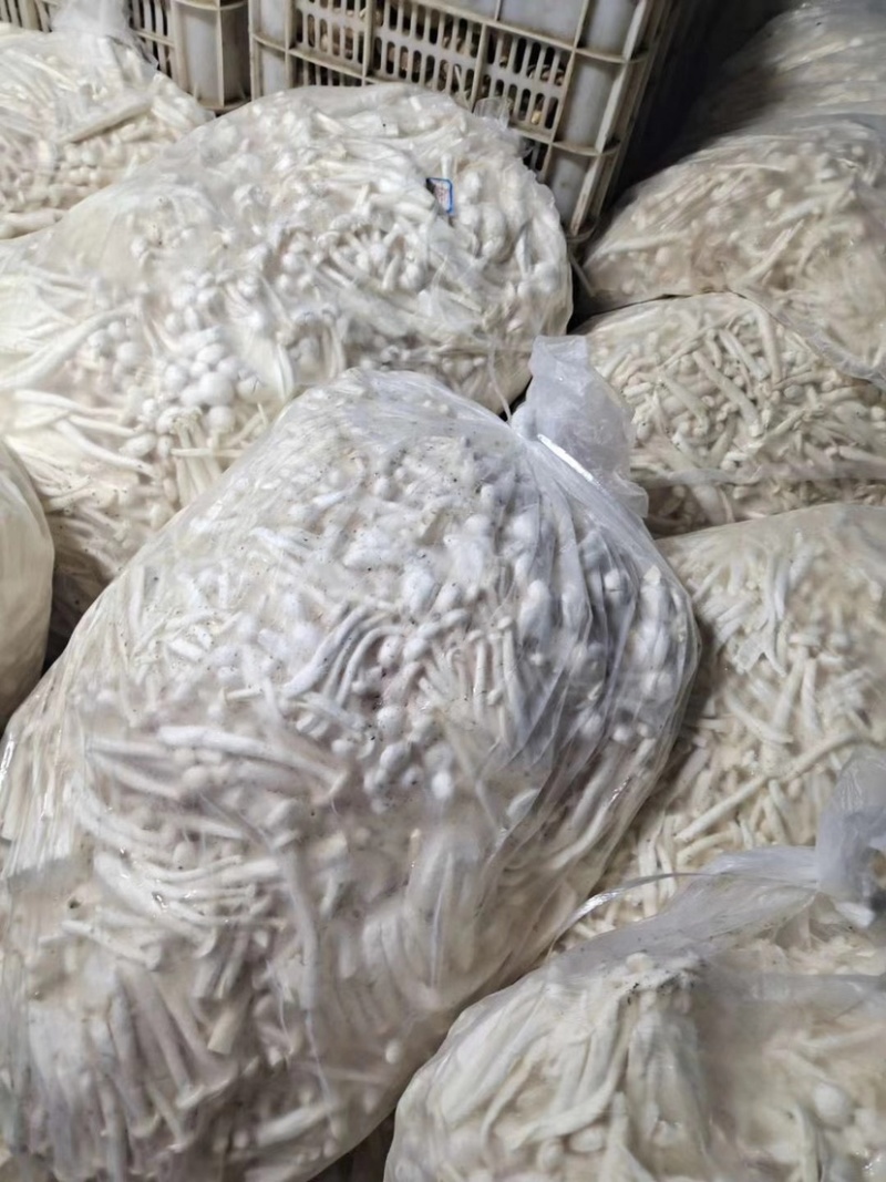 白玉菇。散装的。20斤一包加工厂电商专用货价格不高
