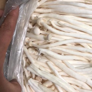 白玉菇。散装的。20斤一包加工厂电商专用货价格不高