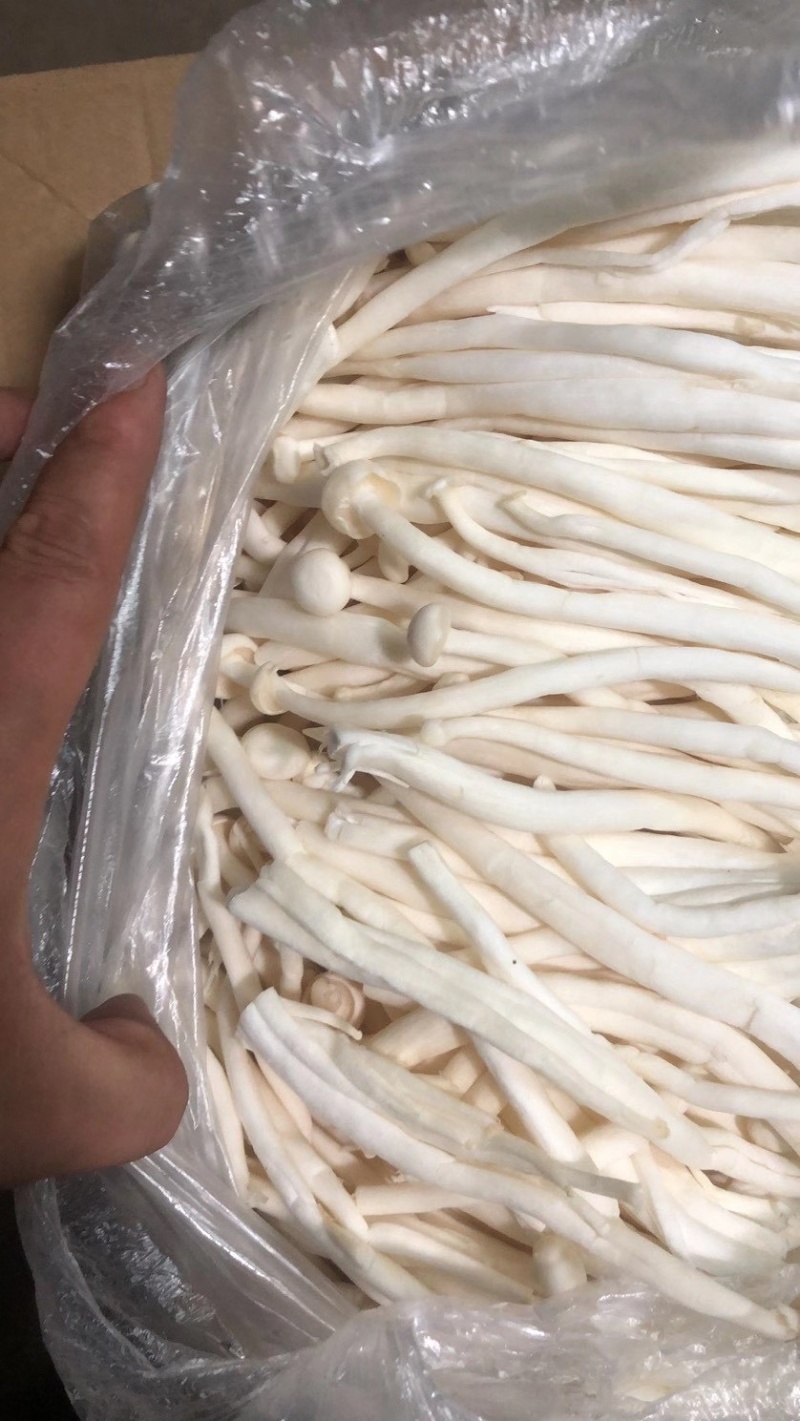 白玉菇。散装的。20斤一包加工厂电商专用货价格不高