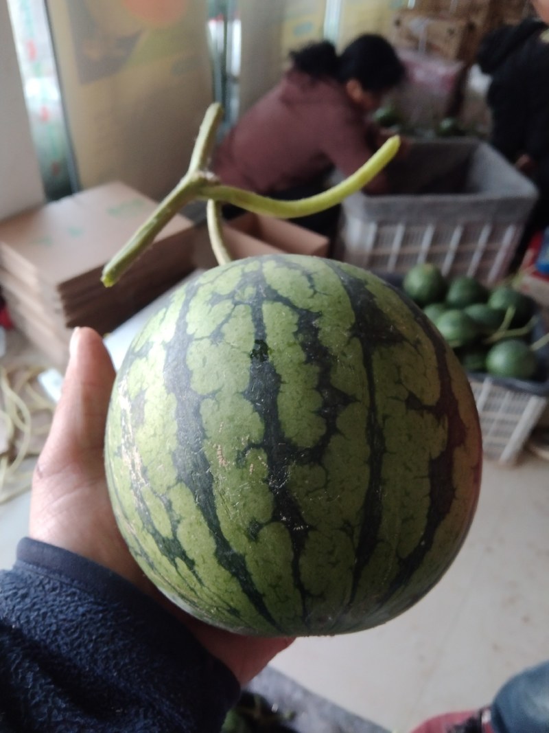 精品西瓜