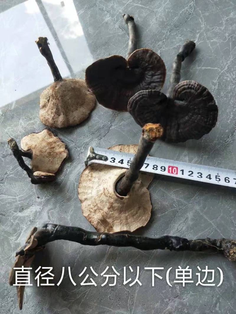 野生灵芝，紫灵芝，黑灵芝，贵州榕江县野生灵芝，