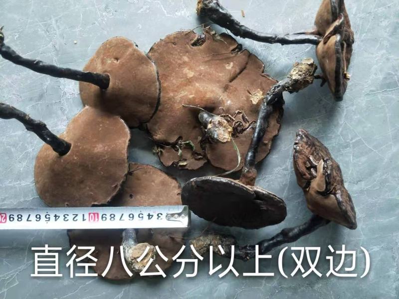 野生灵芝，紫灵芝，黑灵芝，贵州榕江县野生灵芝，