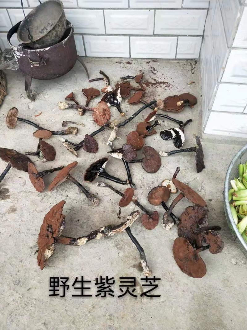 野生灵芝，紫灵芝，黑灵芝，贵州榕江县野生灵芝，