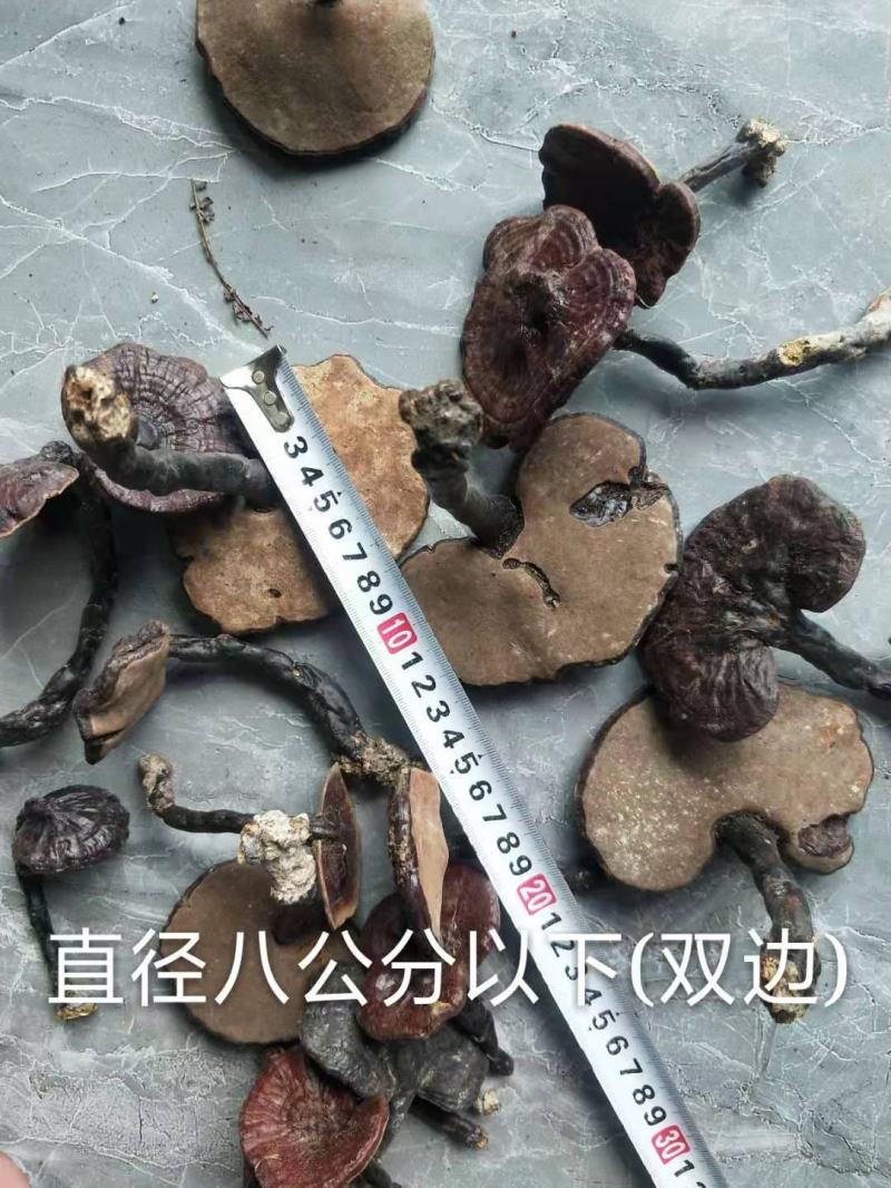 野生灵芝，紫灵芝，黑灵芝，贵州榕江县野生灵芝，