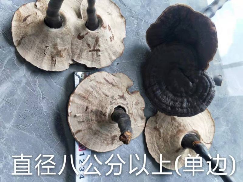 野生灵芝，紫灵芝，黑灵芝，贵州榕江县野生灵芝，