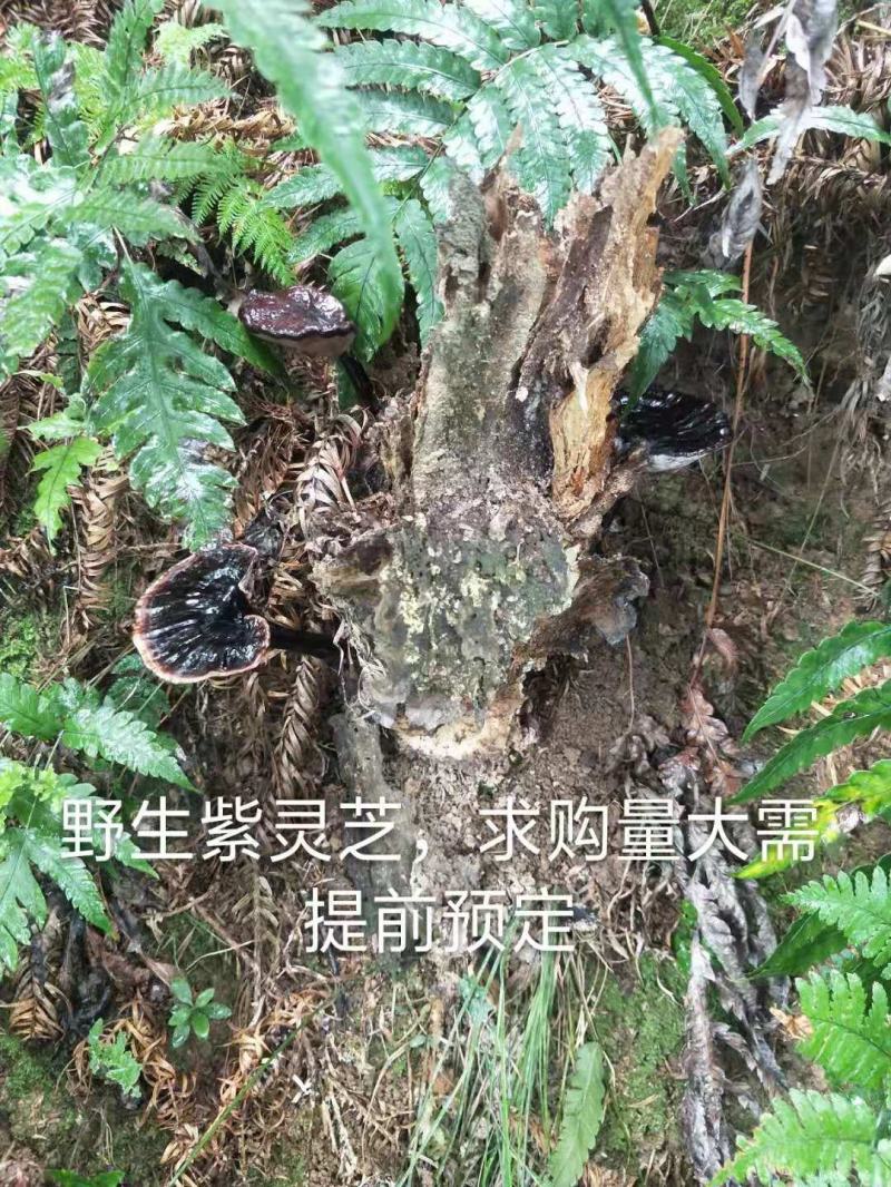 野生灵芝，紫灵芝，黑灵芝，贵州榕江县野生灵芝，